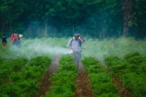 Systemic Insecticides