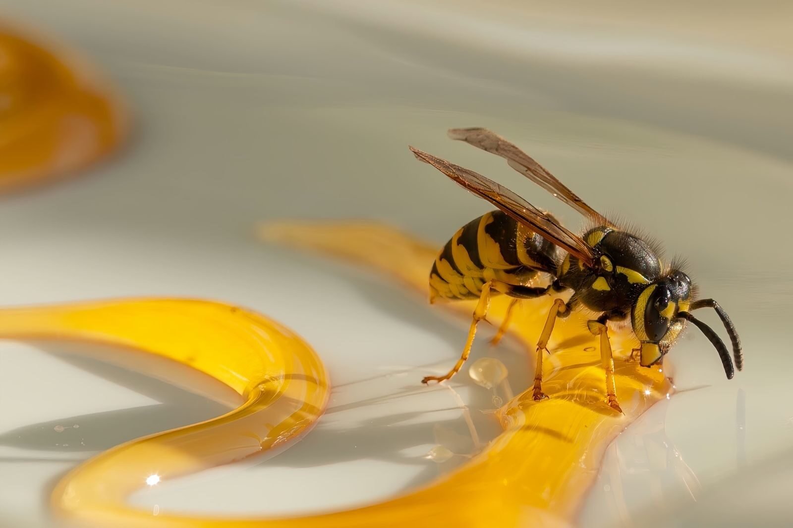 Close-up of a common wasp (Vespula vulgaris) on glossy honey surface.