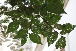 Plantix Plant Disease