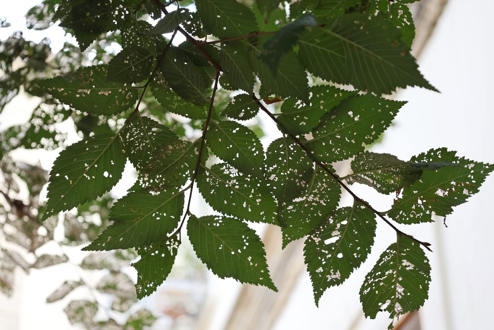 Plantix Plant Disease