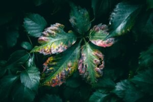 Plant Disease Identification App