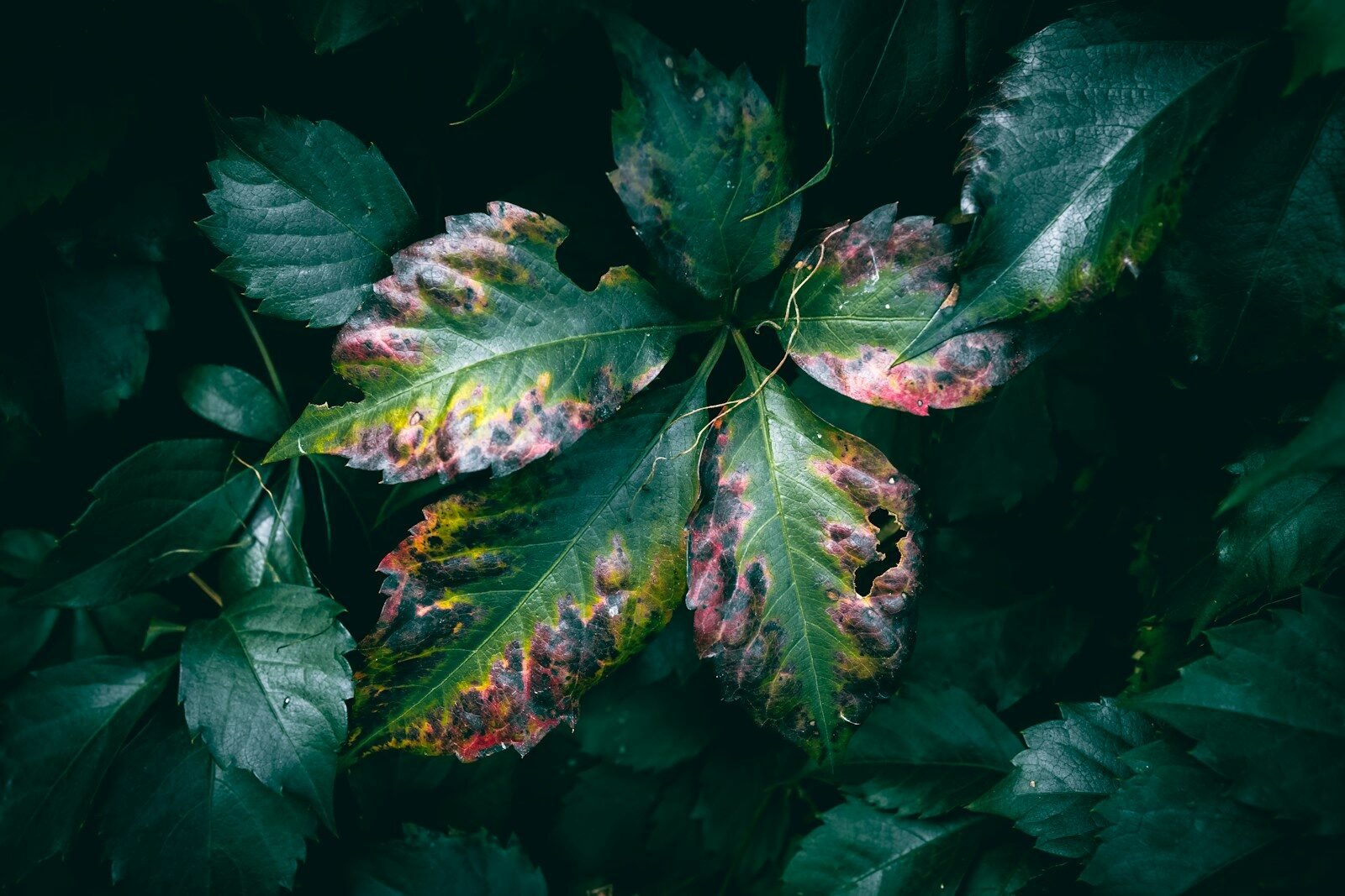 Plant Disease Identification App