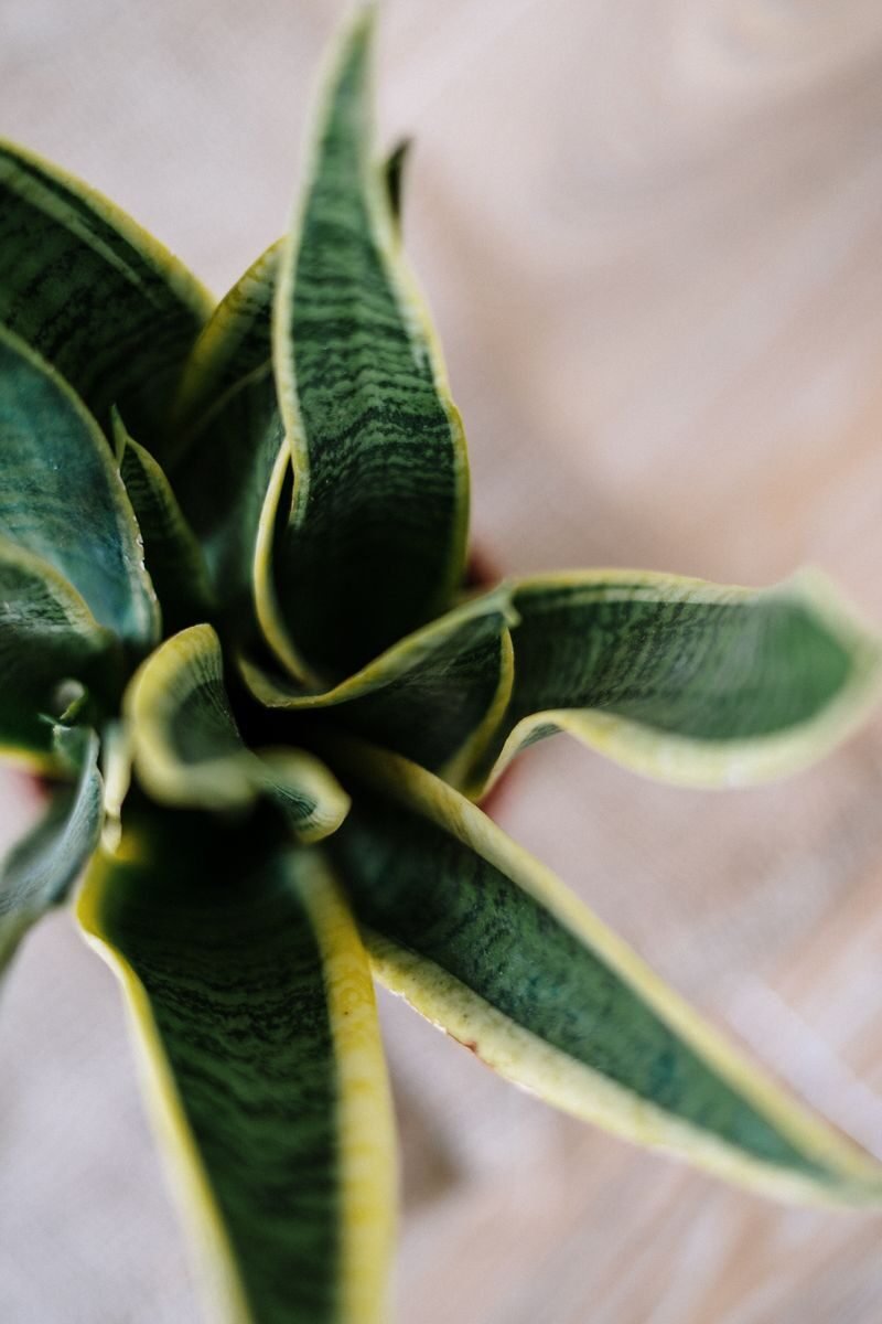 A detailed close-up view of a vibrant Sansevieria plant with lush green leaves.