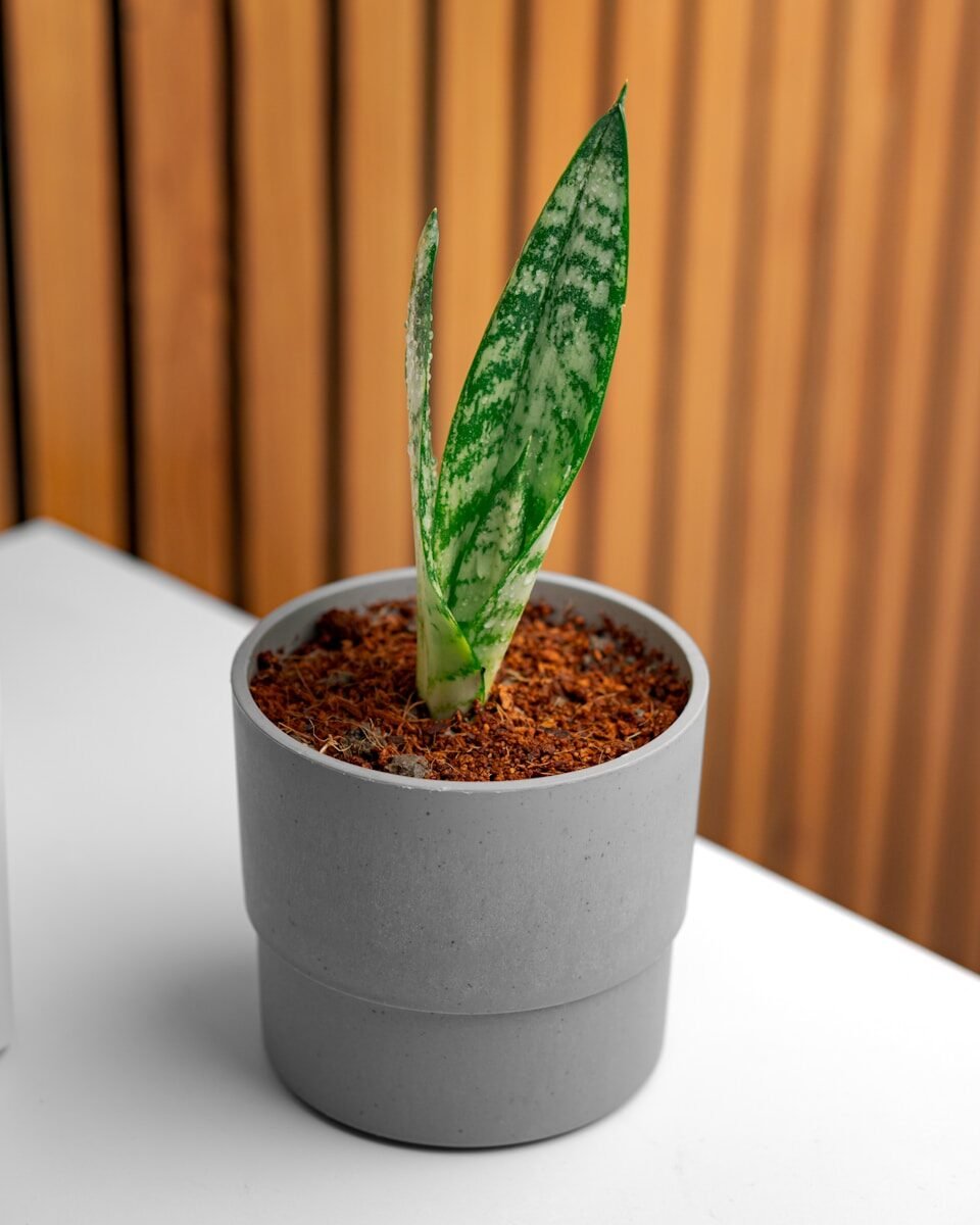 A potted snake plant stands against a wooden background
