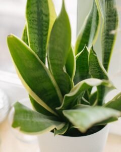 Close-up of a lush indoor snake plant showcasing vibrant green leaves in a sunlit environment.