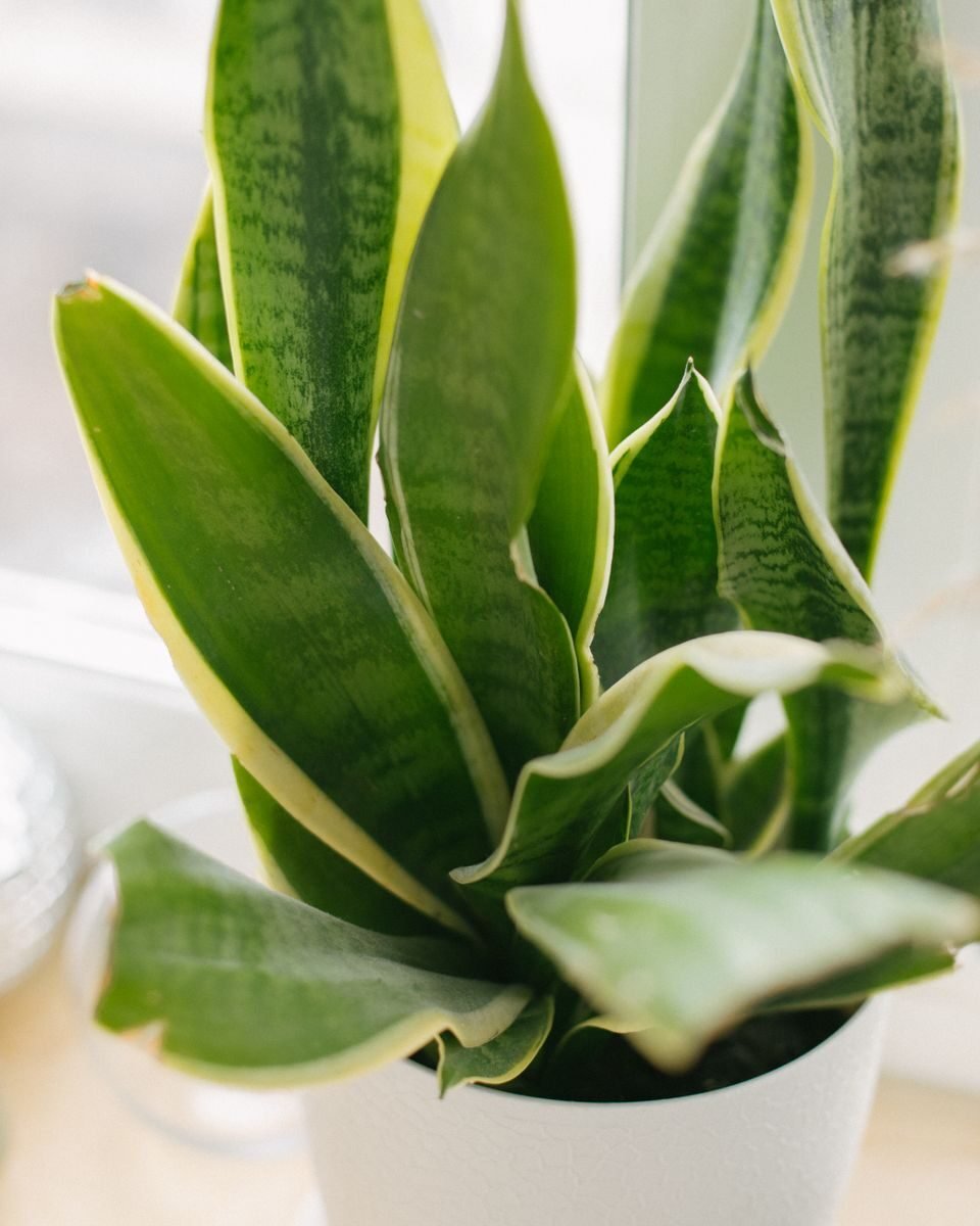 Close-up of a lush indoor snake plant showcasing vibrant green leaves in a sunlit environment.