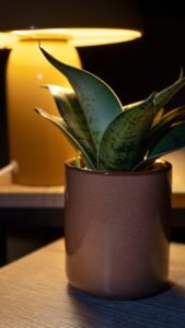 Snake plant in a brown pot with a lamp behind