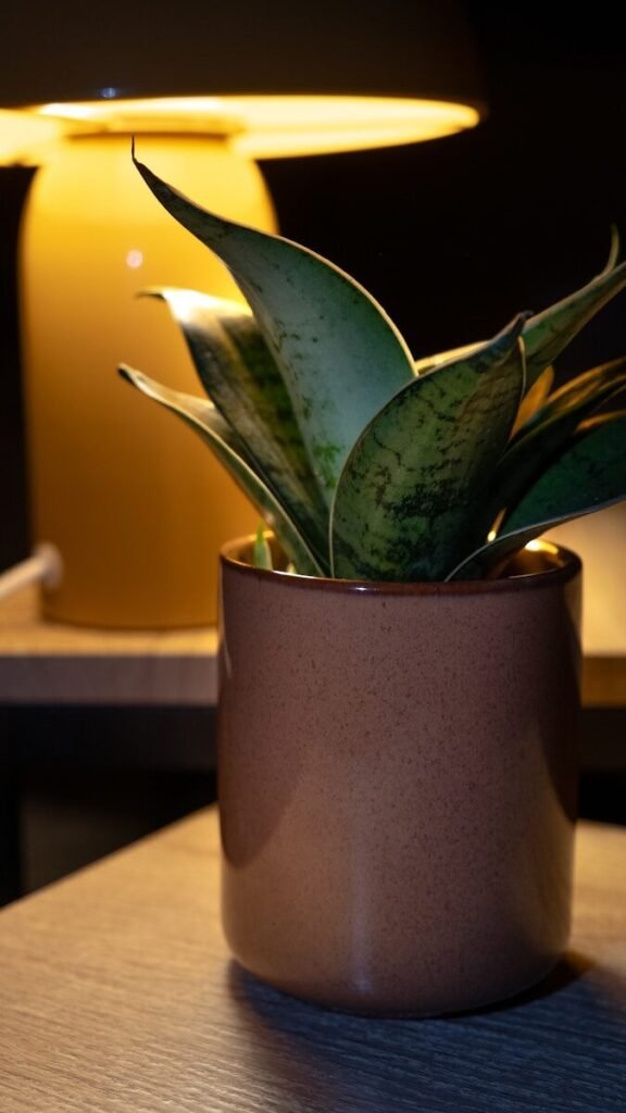 Snake plant in a brown pot with a lamp behind