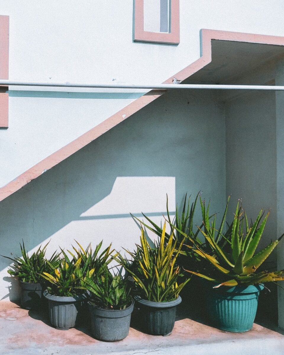 Potted plants arranged against a light-colored wall