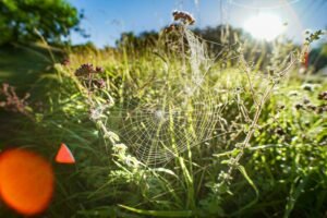 spider web on purple flower