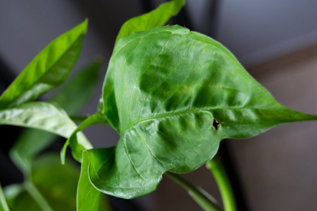 a close up of a green plant with leaves