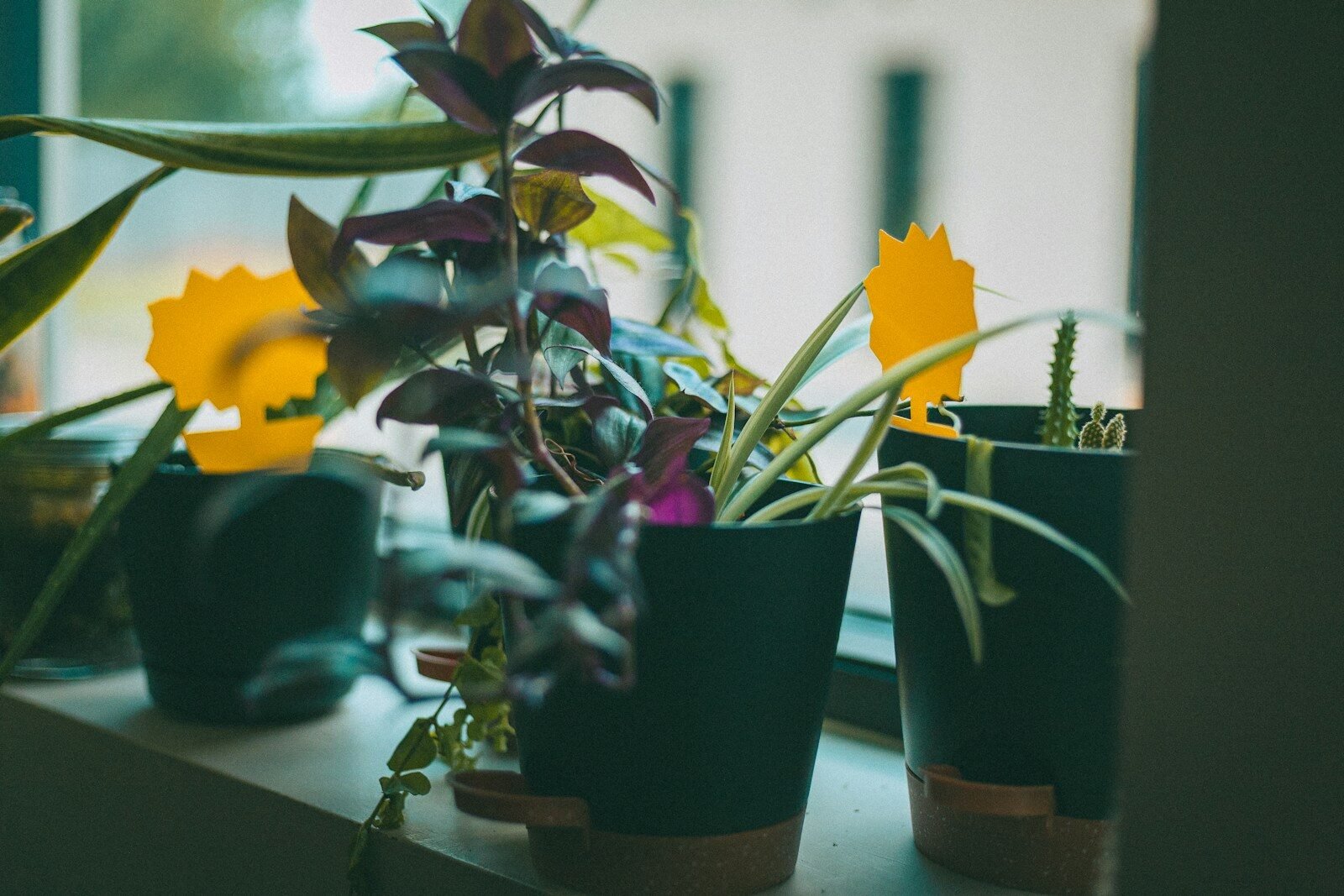 Potted plants with yellow sticky traps on a windowsill.