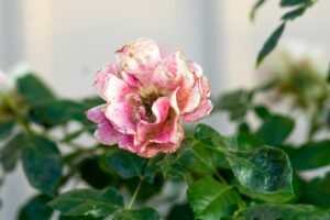 pink rose in bloom during daytime