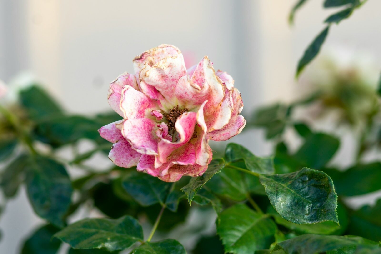 pink rose in bloom during daytime