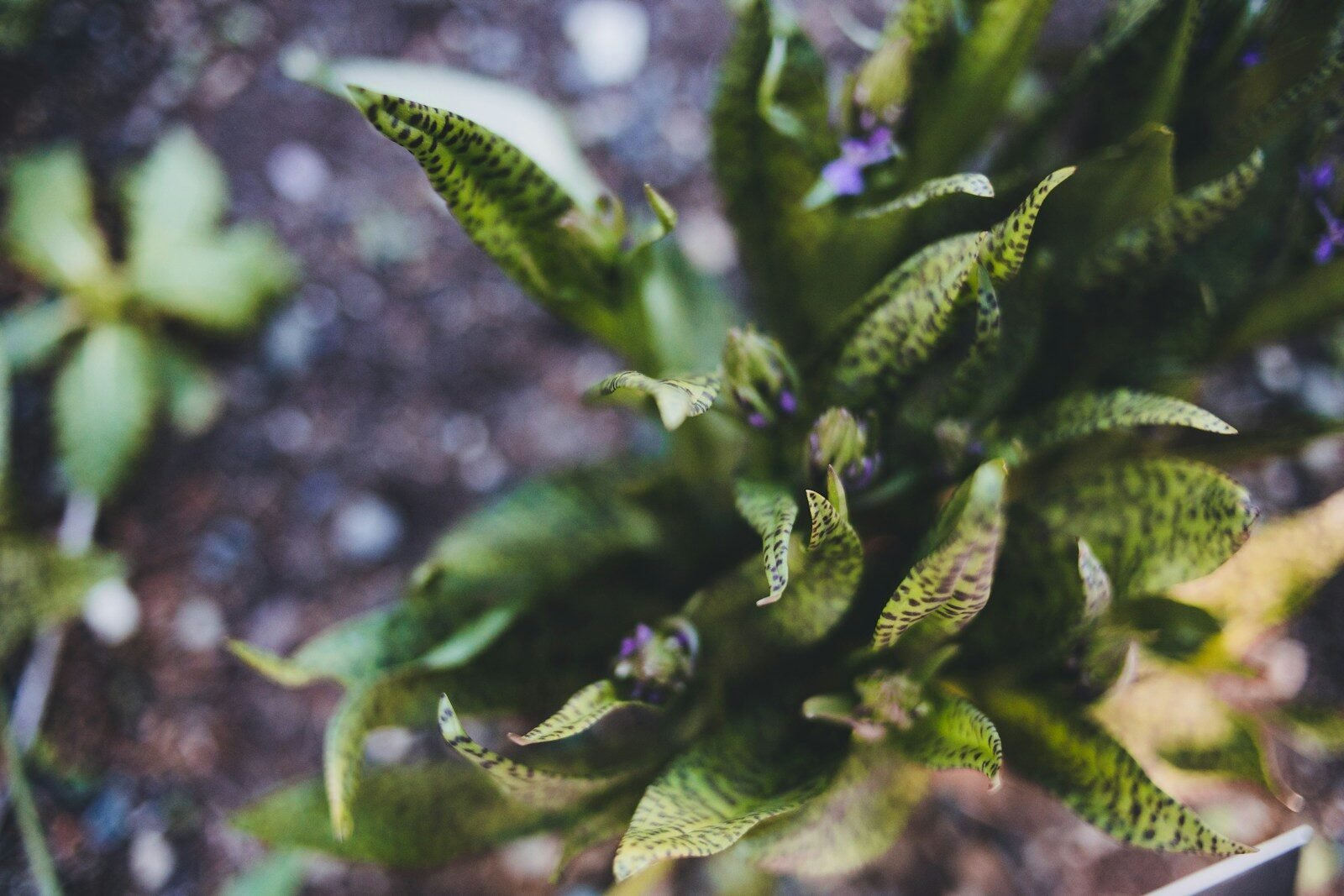 a close up of some plants