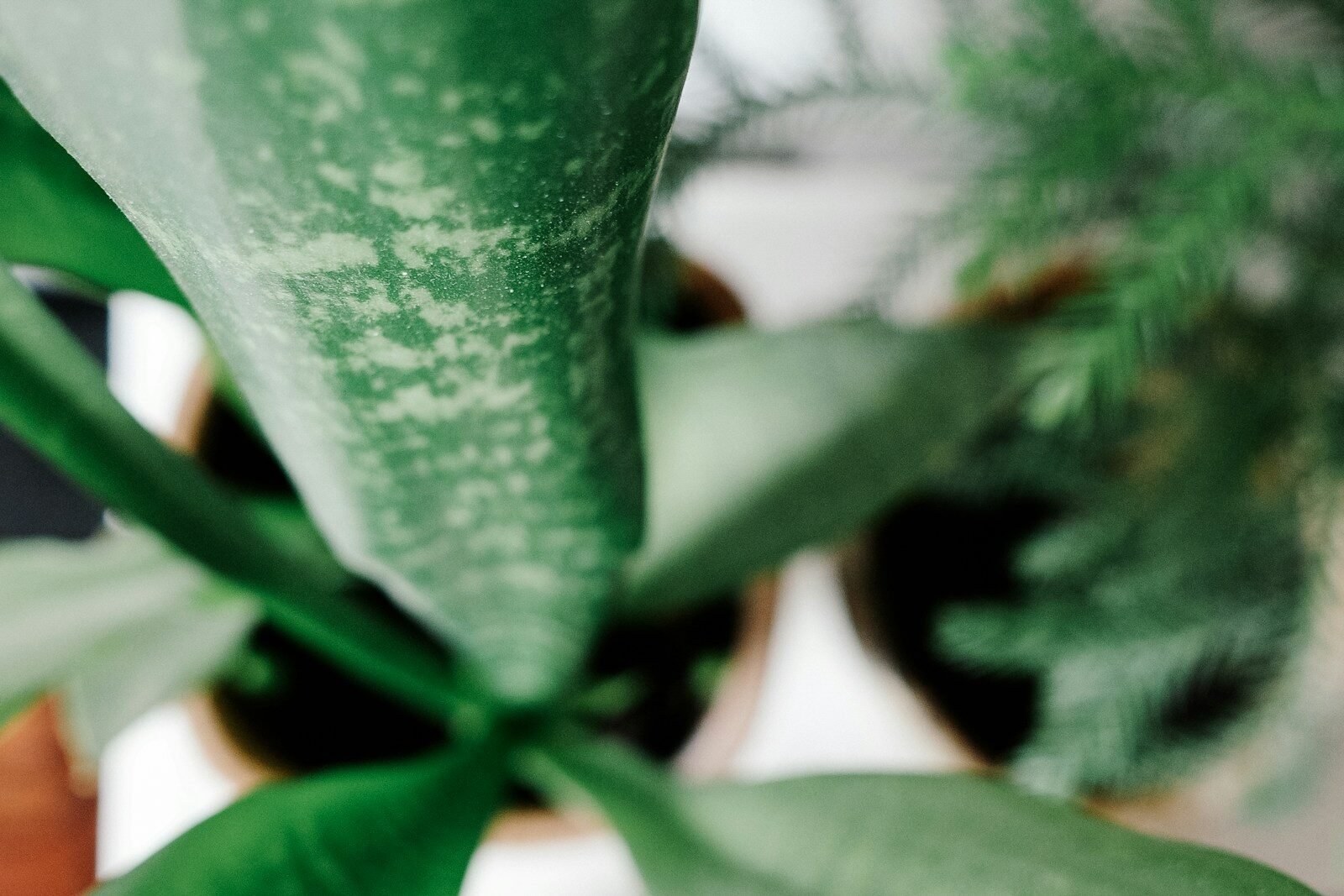 Fungus Gnats in Houseplants