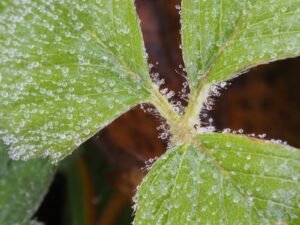 Powdery Mildew