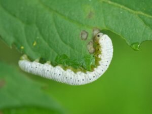 Fungus Gnat Larvae