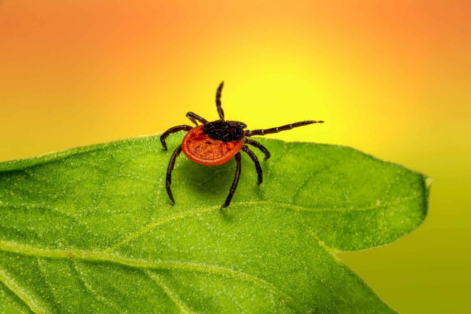 brown spider on green leaf