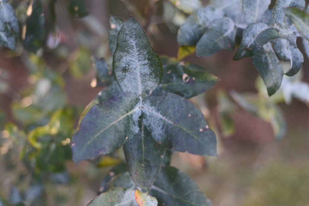 a green leafy tree with lots of leaves on it
