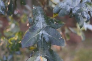 a green leafy tree with lots of leaves on it