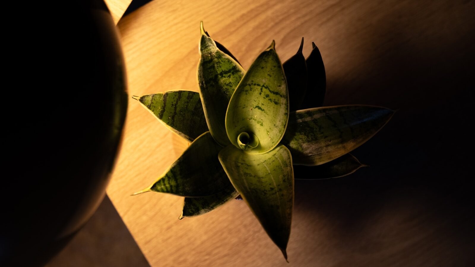 Low-Light Houseplants