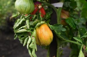 a group of tomatoes growing on a vine