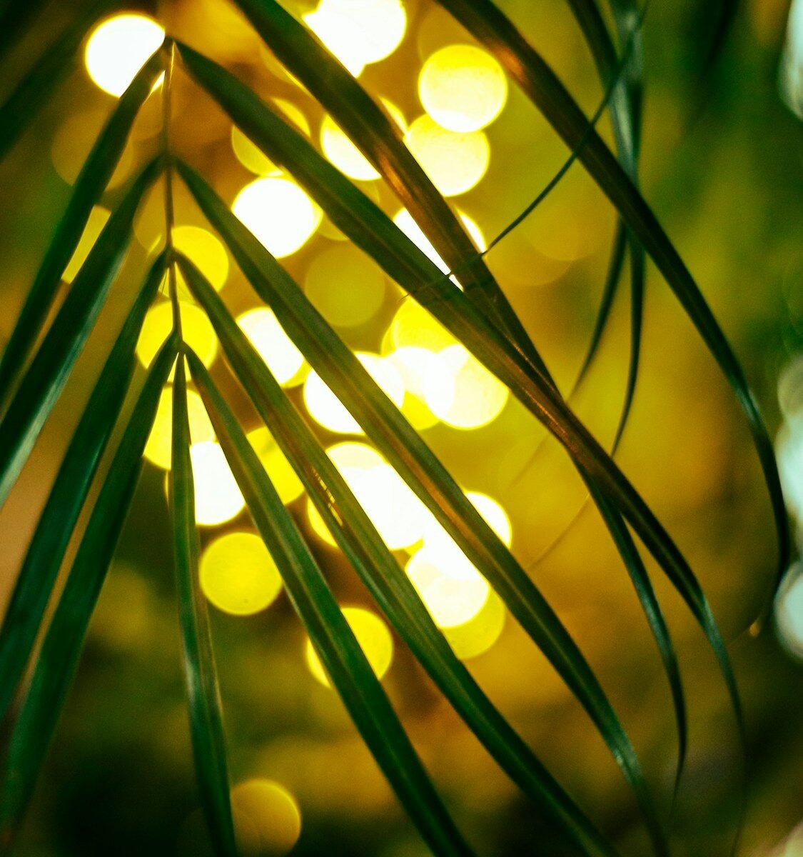 a close up of a palm tree with lights in the background