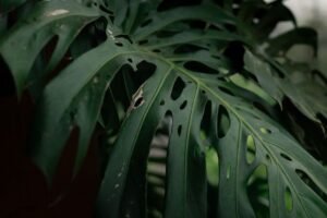 Why Is My Monstera Drooping?
