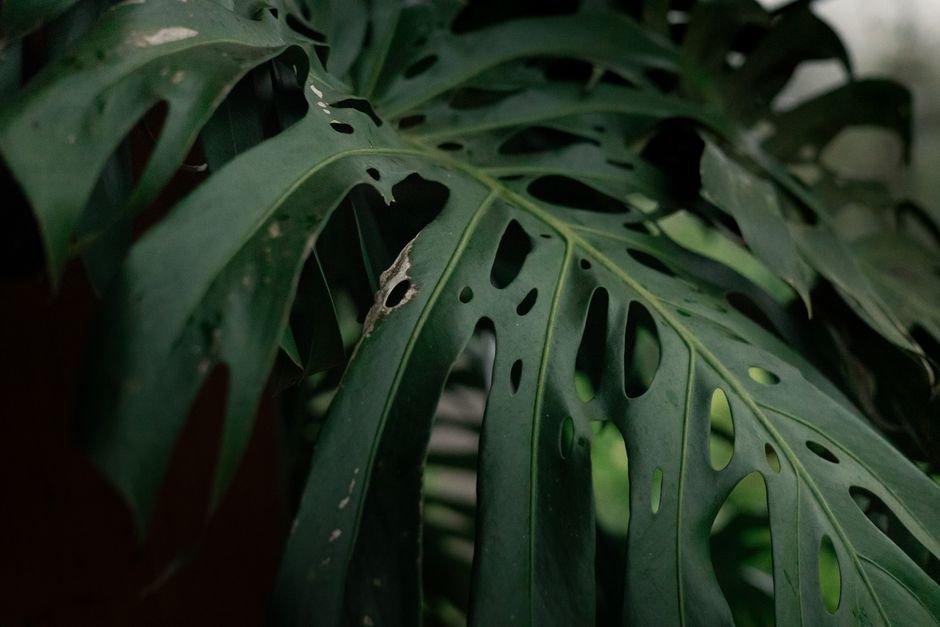 Why Is My Monstera Drooping?