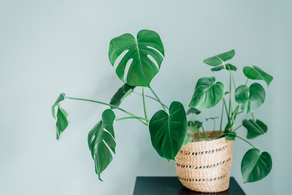 Why Is My Monstera Drooping?