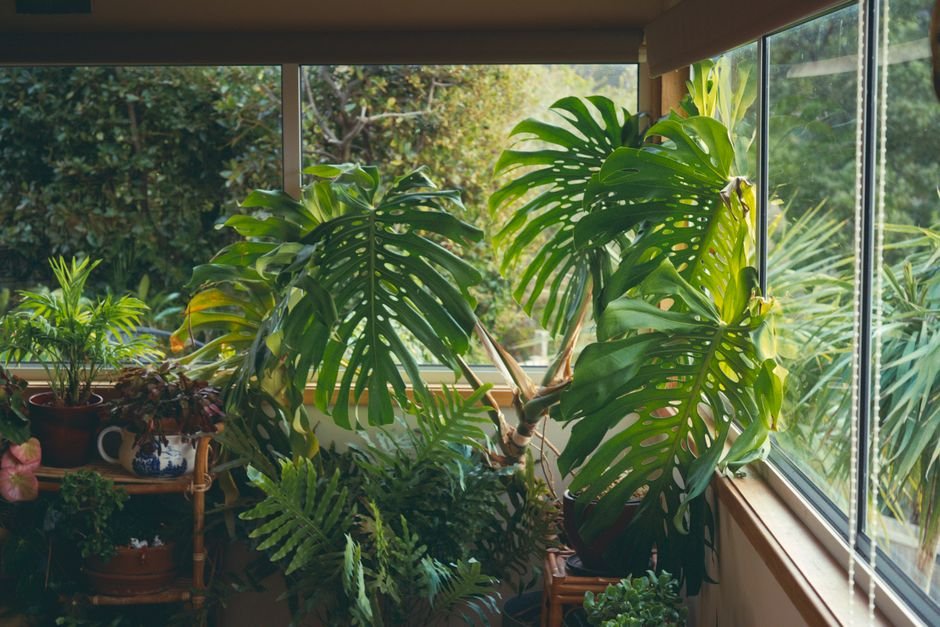 Why Is My Monstera Drooping?