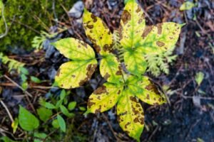 a close up of a leaf with brown spots