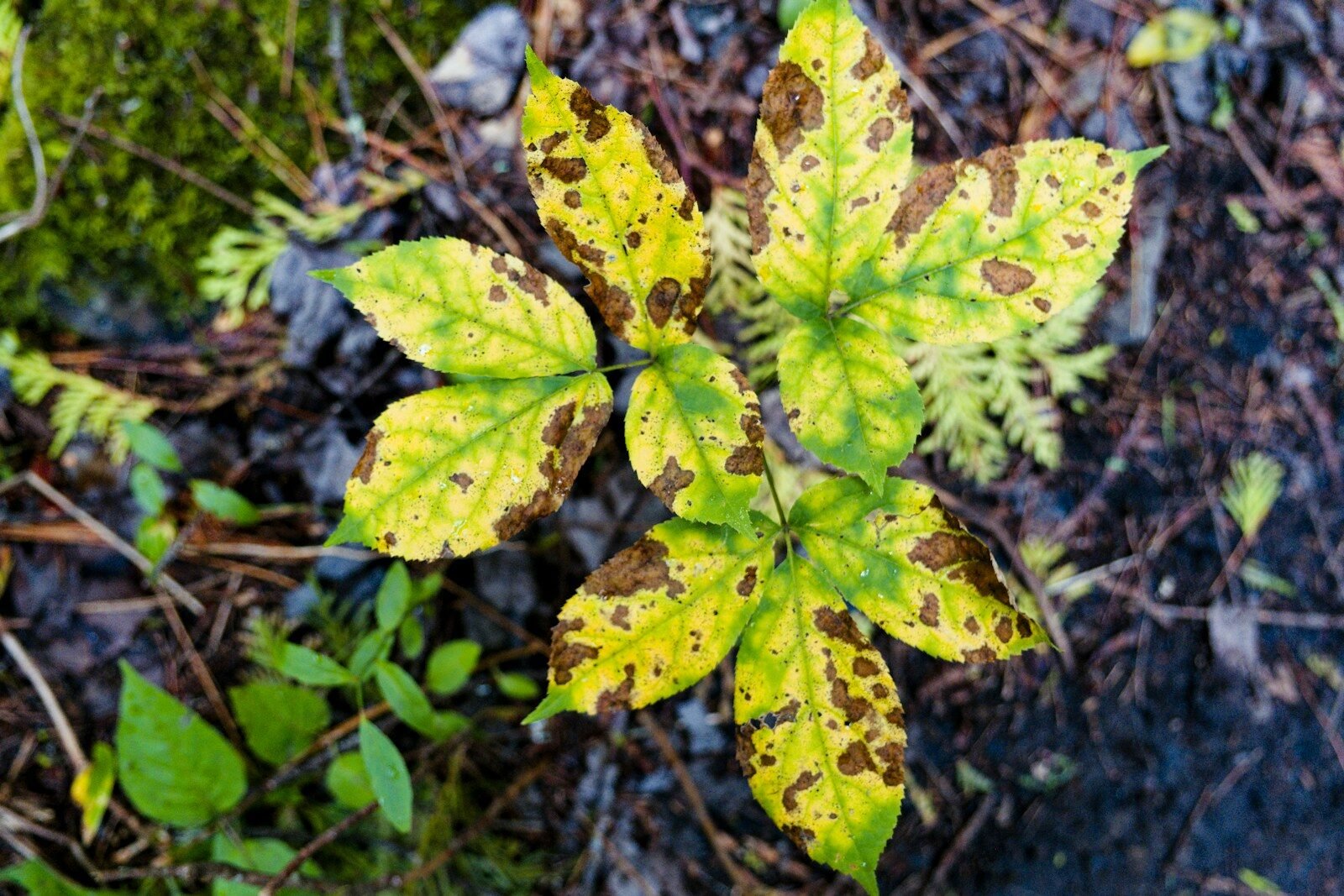 a close up of a leaf with brown spots