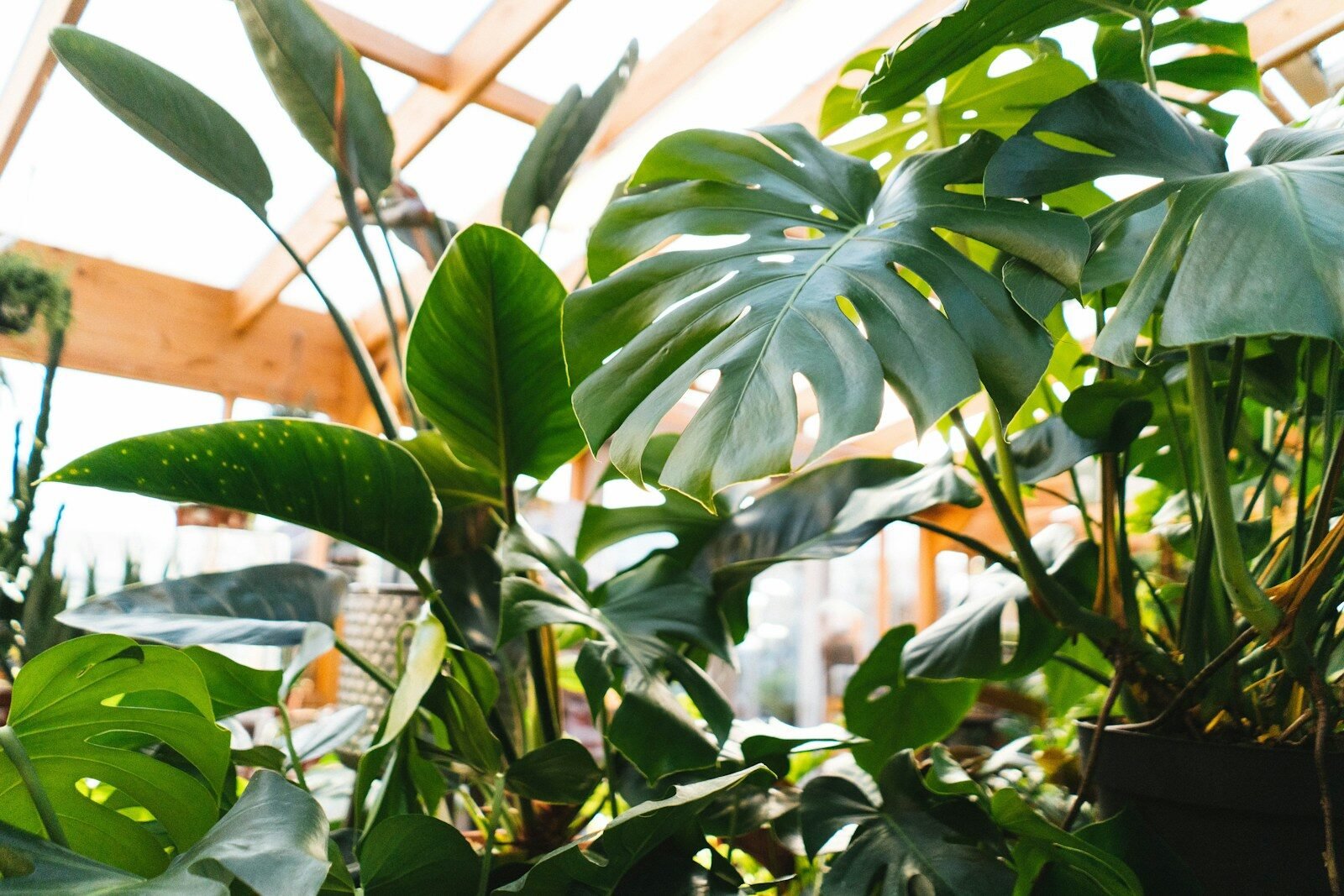 Moisture Meters for Indoor Plants
