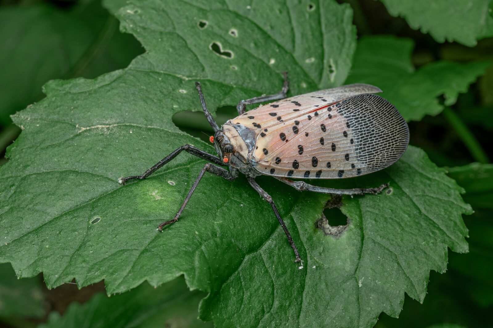 A spotted lanternfly rests on a green leaf.