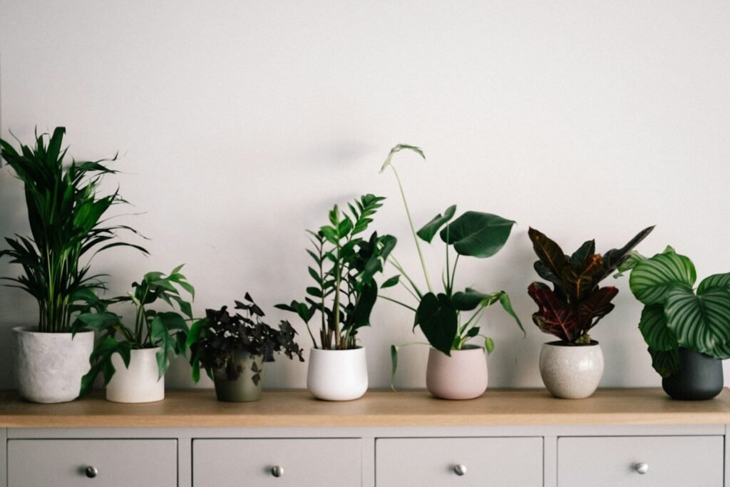 Gnats in Houseplants