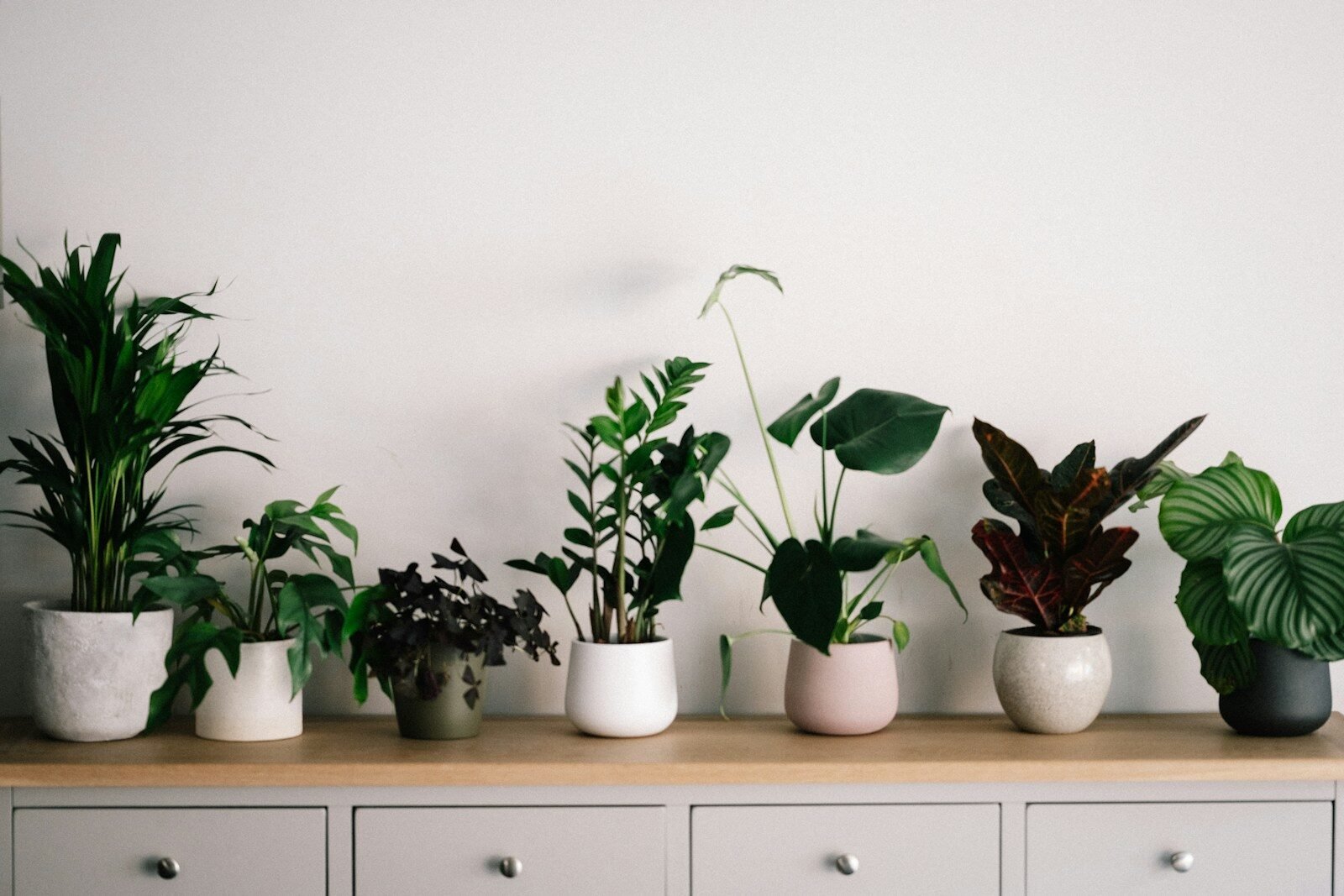 Gnats in Houseplants