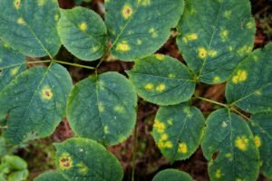 a close up of a green leaf with yellow spots
