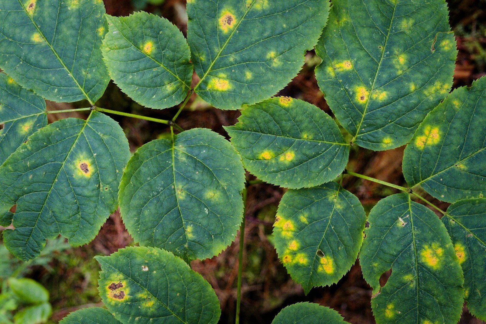 a close up of a green leaf with yellow spots