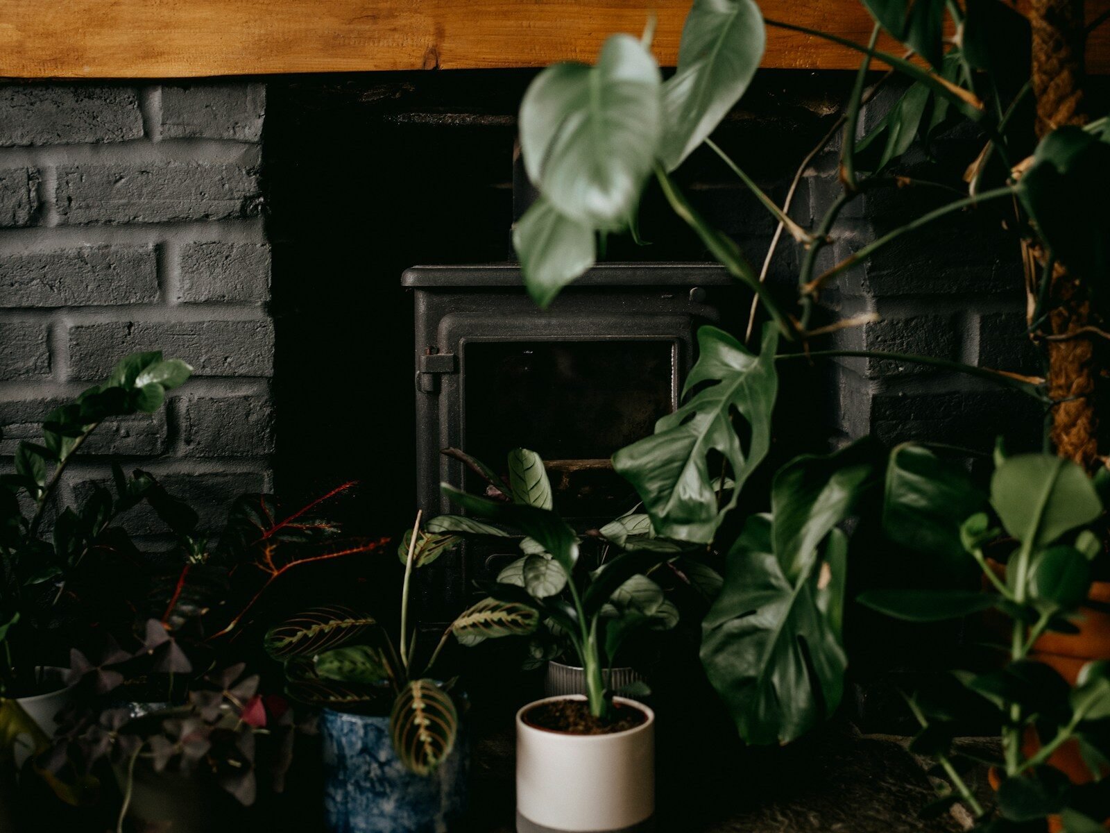 Moisture Meters for Indoor Plants