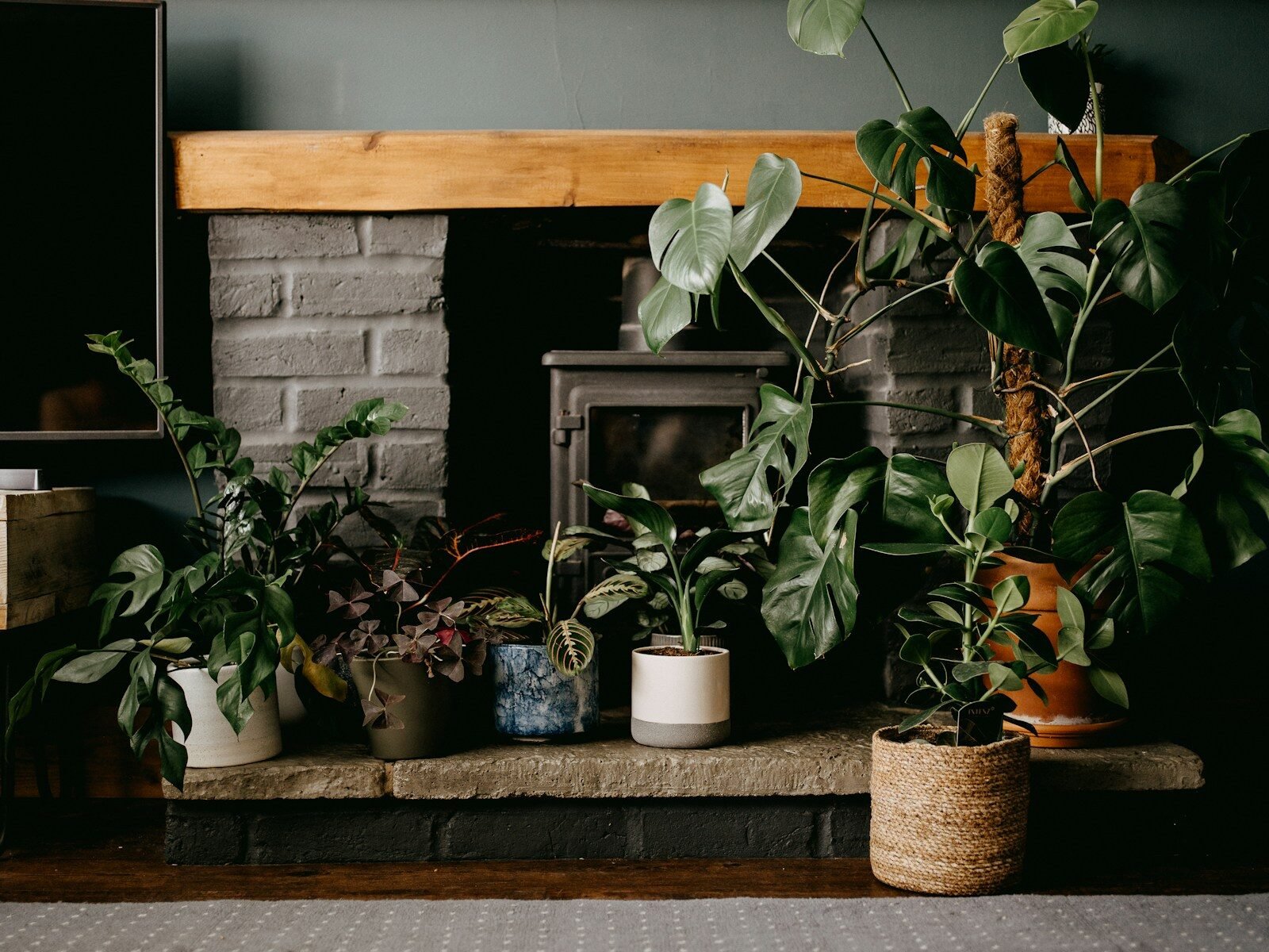 Lush Growth Indoors